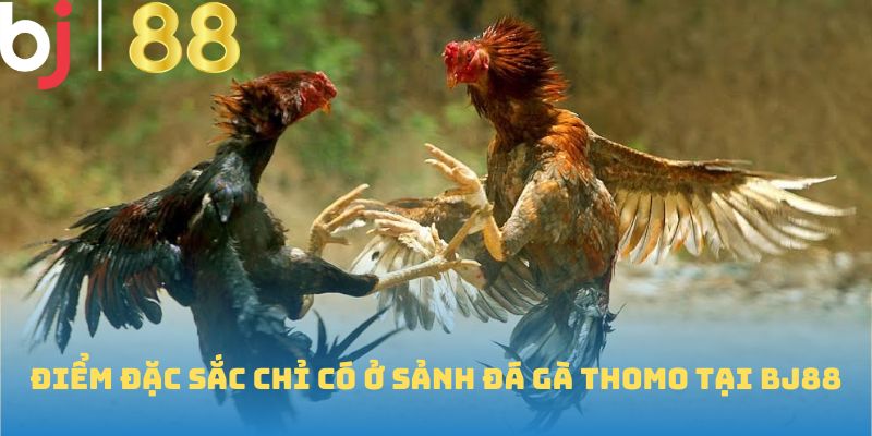 Điểm đặc sắc chỉ có ở sảnh đá gà thomo tại BJ88