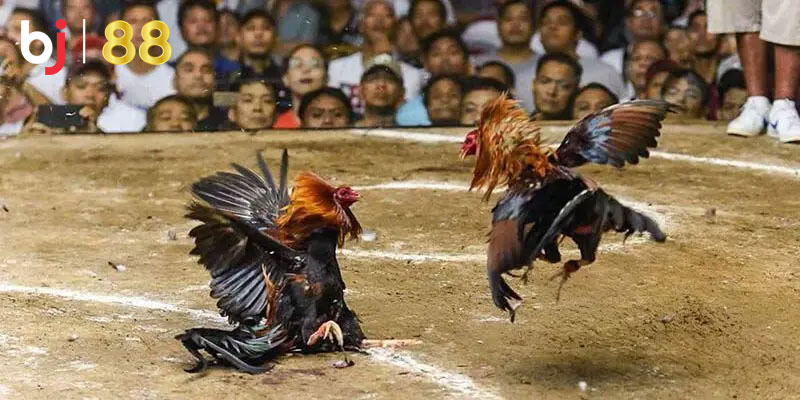 Sảnh cược với phòng phát sóng trực tiếp sắc nét