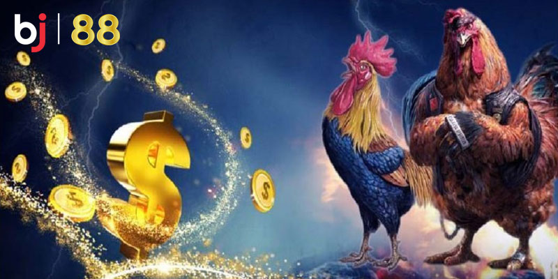 Tham gia cá cược đá gà truyền thống để nhận thưởng