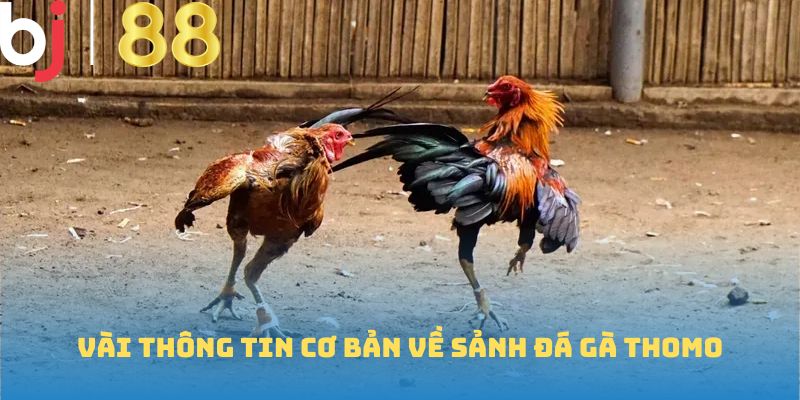 Vài thông tin cơ bản về sảnh đá gà thomo