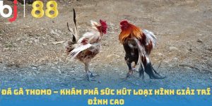 Đá Gà Thomo – Khám Phá Sức Hút Loại Hình Giải Trí Đỉnh Cao