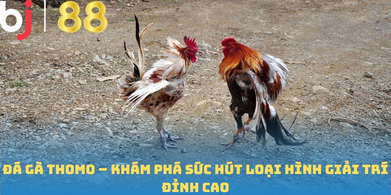 Đá Gà Thomo – Khám Phá Sức Hút Loại Hình Giải Trí Đỉnh Cao