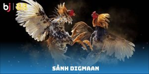 Sảnh Digmaan – Điểm đến lý tưởng cho người thích đá gà