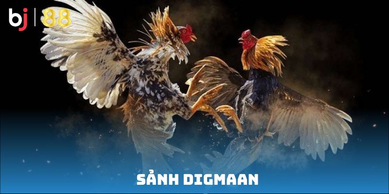Sảnh Digmaan – Điểm đến lý tưởng cho người thích đá gà