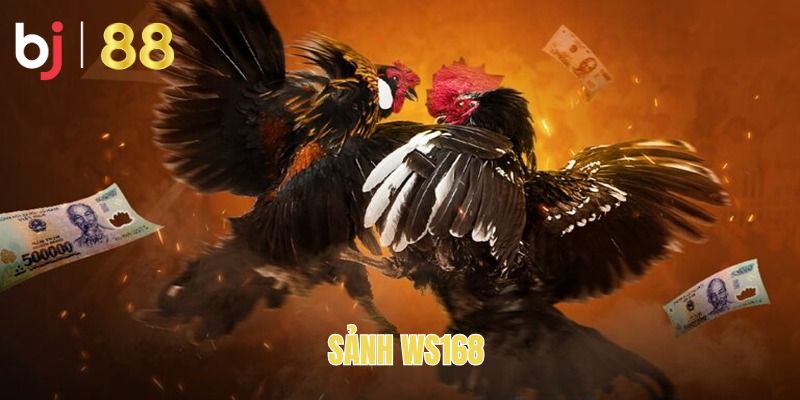 Sảnh WS168 - Đá Gà Đẳng Cấp Với Hình Thức Cược Đa Dạng